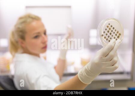 Scientist growing bacteria in petri dishes on agar gel as a part of scientific experiment. Corona virus pandemic concept. Development of virus treatme Stock Photo