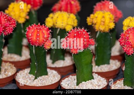 Color Gymnocalycium mihanovichii Graft cactus. Growing Grafted Ruby Ball Cactus. Stock Photo
