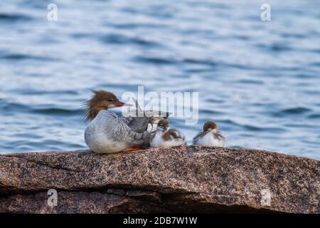 Common merganser hen and ducklings sunning on an outcropping of granite. Stock Photo