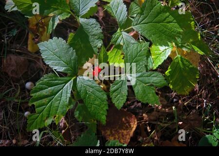 Red berries and green leaves of Stone bramble. Rubus saxatilis. Stock Photo