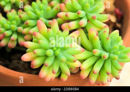 Colorful Sedum Rubrotinctum succulent plant in the garden Stock Photo