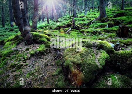 Mysterious forest under the bright sun Stock Photo