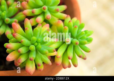 Colorful Sedum Rubrotinctum succulent plant in the garden Stock Photo