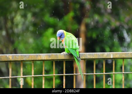 A Rainbow Lorikeet sitting on a fence in the rain Stock Photo