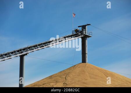 conveyor belt over pile of harvested wheat crop stored outside in eastern Washington state waiting for export to Asia Stock Photo