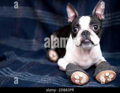 boston terrier boots