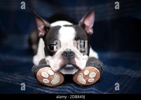 Boston terrier hot sale boots