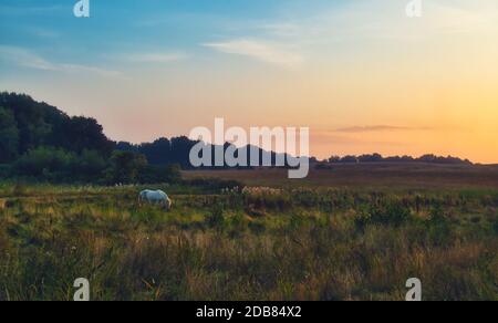 white horse grazing in a field near ahrenshoop at the baltic sea Stock Photo