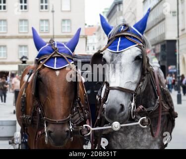 Horses and carriage on stefansplatz in Vienna Stock Photo