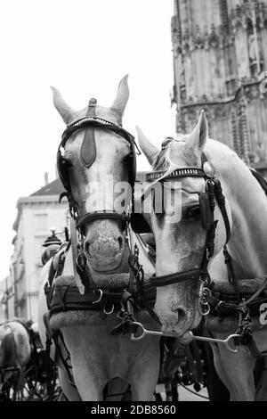 Horses and carriage on stefansplatz in Vienna Stock Photo