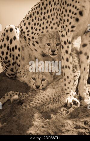 Sepia two cubs on mound under cheetah Stock Photo