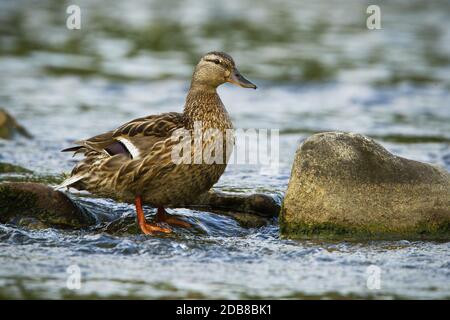 Alert female mallard, anas platyrhynchos, standing on a rock in stream with water flowing around. Cute hen with brown feathers in river looking attent Stock Photo