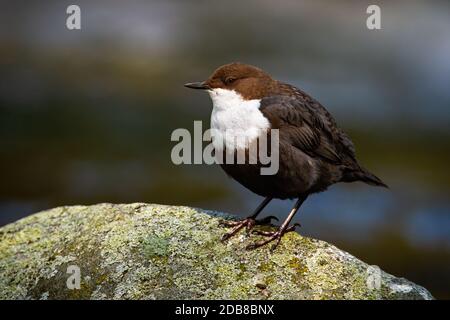 Cute white-throated dipper, cinclus cinclus, sitting on a stone with moss in river. Appealing water bird resting on a rock in spring nature from front Stock Photo