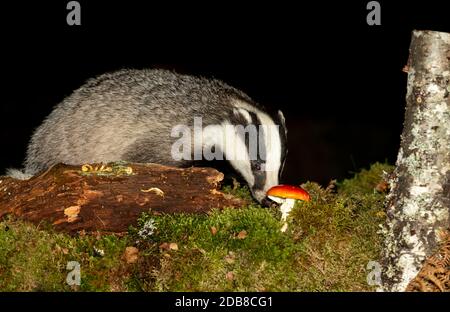 Badger  (Scientific name: Meles Meles).  Wild, native badger at night-time, foraging in natural woodland habitat with Fly Agaric toadstool. Landscape Stock Photo