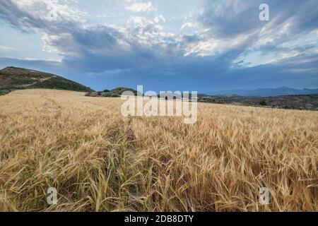 Rolling wheat fields, Huesca, Aragon, Spain Stock Photo