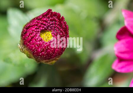 Flor roja cerrada. Macrofotografía. Madrid. España Stock Photo