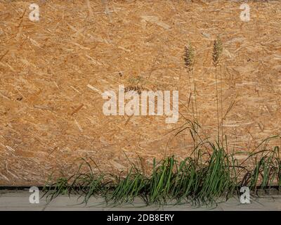 Chipboard background. Yellow background. Wood texture. Stock Photo