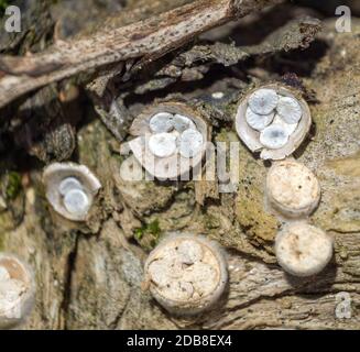 Cyathus. Hongo. Madrid. España Stock Photo