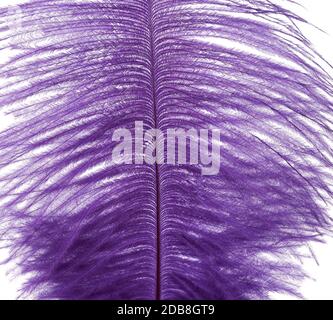 dyed purple ostrich feather isolated on white background, close up Stock Photo