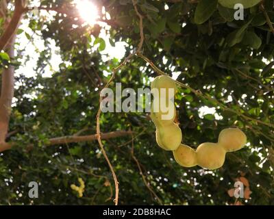 The Manila tamarind on Tree have sunlight Stock Photo