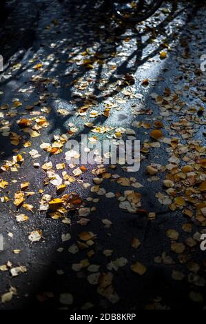 Looking down at yellow autumn leaves scattered on a wet pavement with shadow cast of bikes Stock Photo
