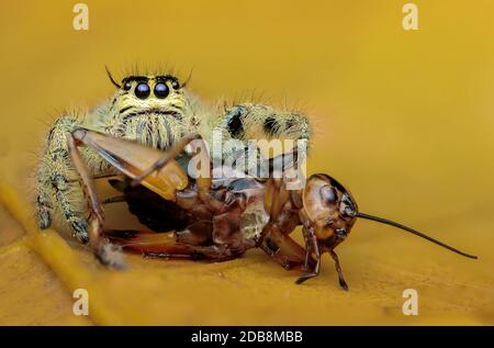 Jumping Spider Eating an Insect, Indonesia Stock Photo