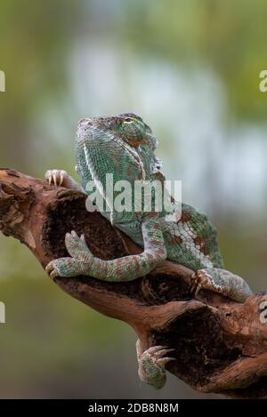 Veiled chameleon on tree branch (Chamaeleo calyptratus) Stock Photo