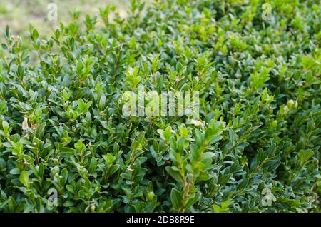 Fresh growing green buxus bushes. Buxus sempervirens. Close-up of evergreen bush boxwood in the nature. Selective focus. Stock Photo