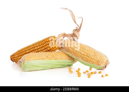 Fresh and dry corn cobs on a white background Stock Photo