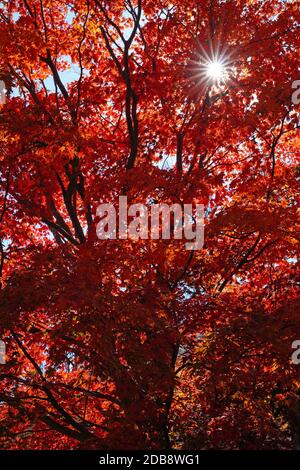 Sun rays peeking through colorful red, orange, and yellow leaves during foliage season on the East Coast