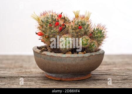Yellow mamillaria cactus flower in a pot Stock Photo