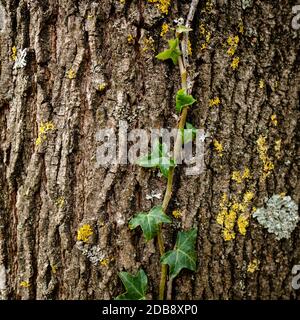 Ivy on a maple tree bark close-up Stock Photo