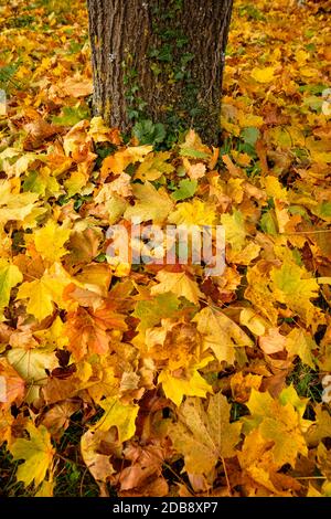 Autumn leaves on soil with maple tree trunk Stock Photo