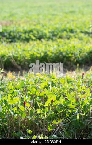 Organic Crimson clover (Trifolium incarnatum) flowering amonng organic cereal crop stubble Stock Photo