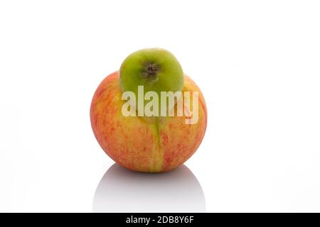 Two apples in one fruit macro close-up Stock Photo