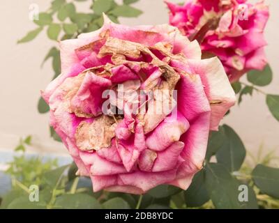 Closeup of withering dead red roses Stock Photo - Alamy