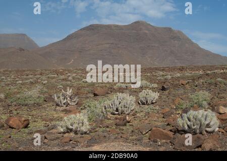Desert landscape with plants Euphorbia handiensis. Jandia. Fuerteventura. Canary Islands. Spain. Stock Photo