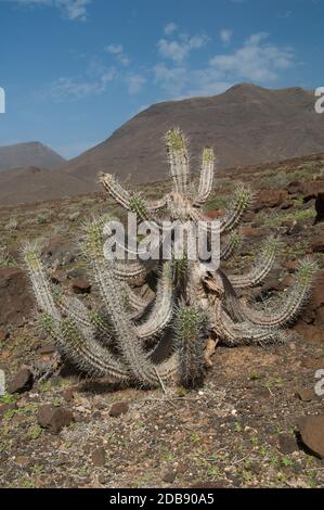 Plant Euphorbia handiensis in a desert landscape. Jandia. Fuerteventura. Canary Islands. Spain. Stock Photo