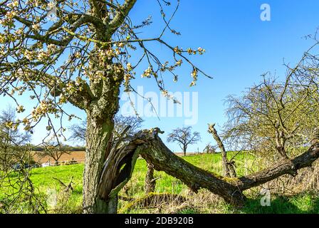Rural Hessian landscape with half broken old apple tree blooming in early spring Stock Photo