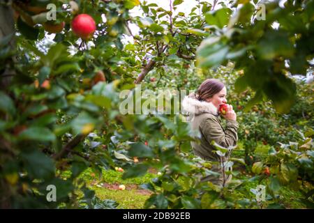 Young woman bites into a fresh apple while picking at a local orchard, Fraser Valley, British Columbia. Stock Photo