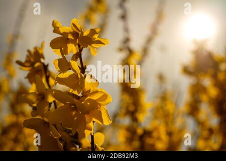 Forsythia with yellow flowers in back lit Stock Photo