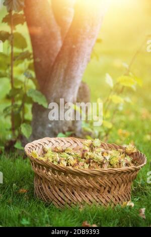 wicker basket full of freshly picked hazelnuts on the meadow . Stock Photo