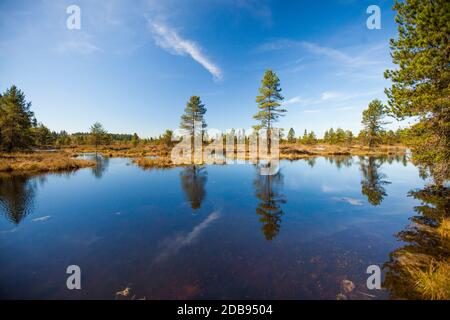 Pine trees growing in bog ecosystem, Fort Langley, British Columbia, Canada