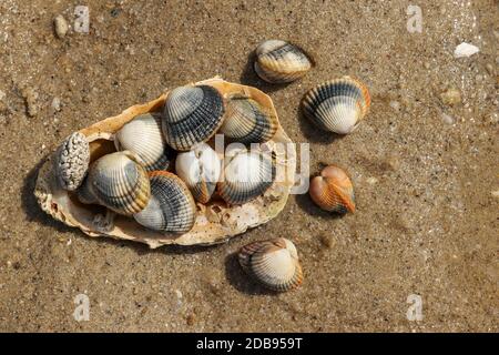 Common cockles - species of edible saltwater clams Stock Photo