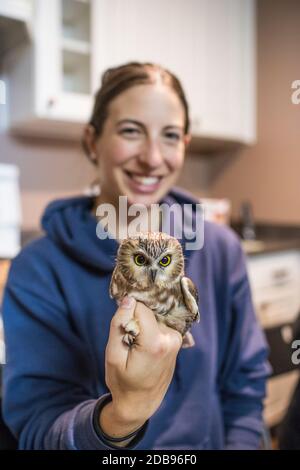 Female bioloist holds a Northern saw-whet owl during a research study. Stock Photo