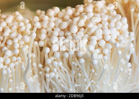 Enoki mushroom, Golden needle mushroom group of golden needle Mushroom Stock Photo