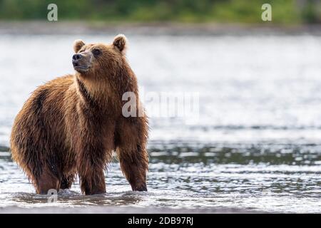 Brown bearÃ‚Â (UrsusÃ‚Â arctos), KurileÃ‚Â Lake, Kamchatka Peninsula, Russia Stock Photo