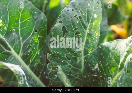 cauliflower plants with leaves eaten out by white moths and showing holdes all over, shot outdoor in sunny vegetable garden shot at shallow depth of f Stock Photo