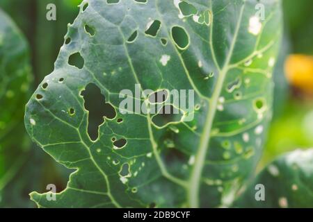 cauliflower plants with leaves eaten out by white moths and showing holdes all over, shot outdoor in sunny vegetable garden shot at shallow depth of f Stock Photo