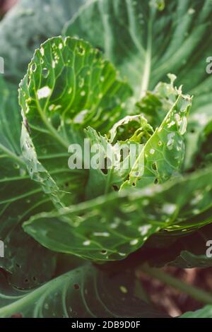 cauliflower plants with leaves eaten out by white moths and showing holdes all over, shot outdoor in sunny vegetable garden shot at shallow depth of f Stock Photo